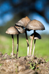 Fungi Growing on Dung in Sanlucar La Mayor, Seville, Andalusia, Spain