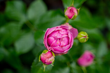 beautiful flower peony pink raspberry rose with closed buds and green leaves