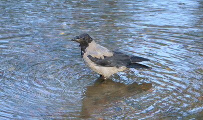 A crow stands knee-deep in dark water