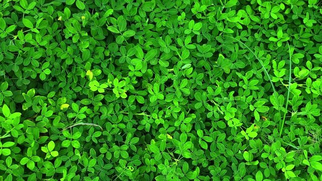 zoom in green grass background, seamless loopable pattern