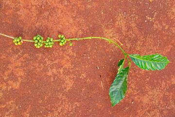Coffee leaf on a brown background