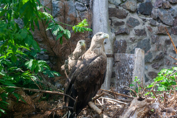 two white-tailed eagle in zoo