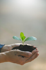 Seedling in hand Concept of World Environment Day and Sustainability on blurred nature background Vertical