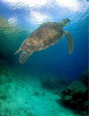 Obraz premium a green turtle on a reef in the caribbean