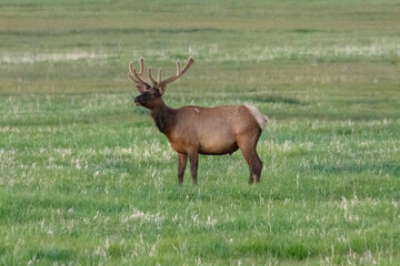 Elk in the Wild