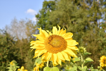 The beauty of sunflowers in a field with butterfly