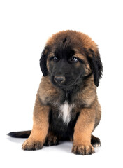 puppy Leonberger in studio