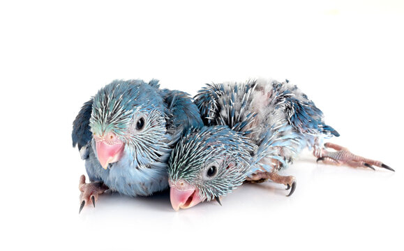 young Pacific parrotlet in studio