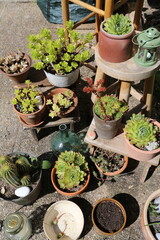 Collection de cactées et plantes grasses dans un jardin