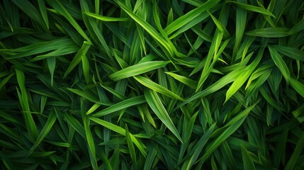 Fototapeta premium Lush green grass texture seen from above, showing vibrant blades and natural details in a simple, clean design