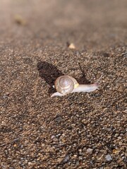 Snail