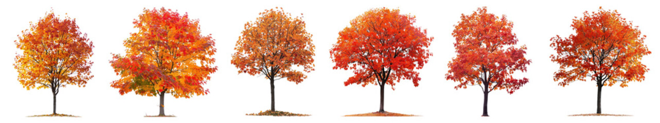 Autumn trees png cut out element set