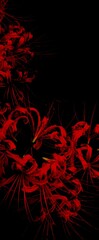 Red Spider Lilly