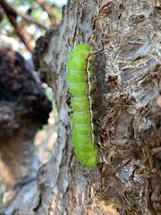 Io moth caterpillar crawling on mangrove tree