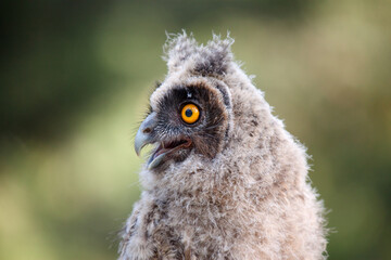 great grey owl