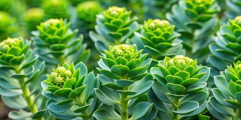 Fototapeta premium Close-up of velvety green leaves and buds of Rhodiola rosea, velvety, green, leaves, buds, Rhodiola rosea, plant, nature