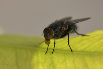 Close-up macro of a large fly Calliphora vomitoria (Calliphoridae) perched on a green leaf