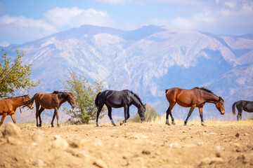 A herd of horses graze in the meadow in summer, eat grass, walk and frolic. Pregnant horses and...
