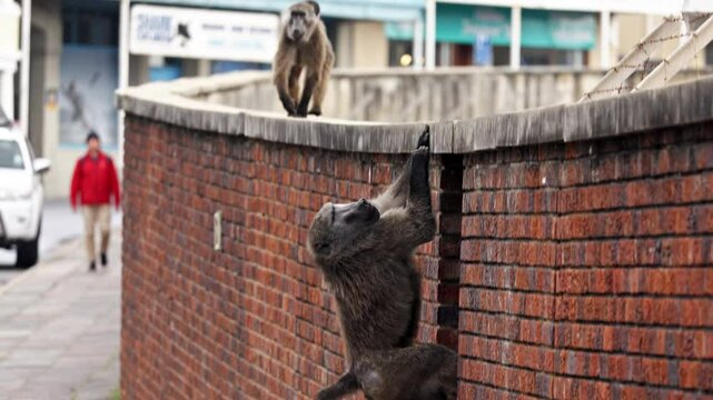 Baboons family walking through Simon town run across busy road with cars. Mother baboon carrying her baby and run away. Beautiful shot Baboons family walking at urban background. Wild animals nature