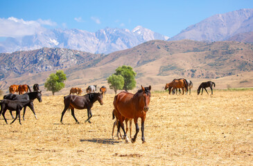 A herd of horses graze in the meadow in summer, eat grass, walk and frolic. Pregnant horses and...