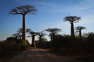 Obraz premium Panorama con alberi di baobab in controluce. Madagascar