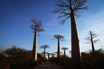 Panorama con alberi di baobab in controluce. Madagascar
