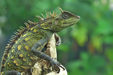 green lizard on a branch