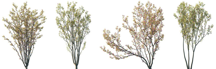 Set of 2 Malus halliana and 2 Malus micromalus blossoming trees isolated png on a transparent background perfectly cutout