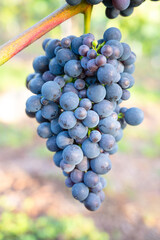 Blue grapes, Pinot Noir wine growing on vine, vineyard in Trier, Moselle Valley, Germany, landscape and agriculture, rhineland palatine