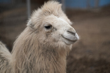 Fototapeta premium Curious camel at a farm gazes at the sky, head tilted back, eyes wide open. Wearing harness in front of metal fence under overcast sky
