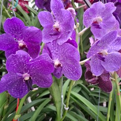 purple orchid flower