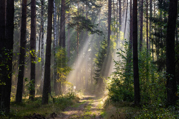 Poranek w Puszczy Knyszyńskiej, Podlasie, Polska