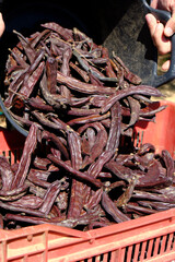 farmer filling a plastic crate with carob pods