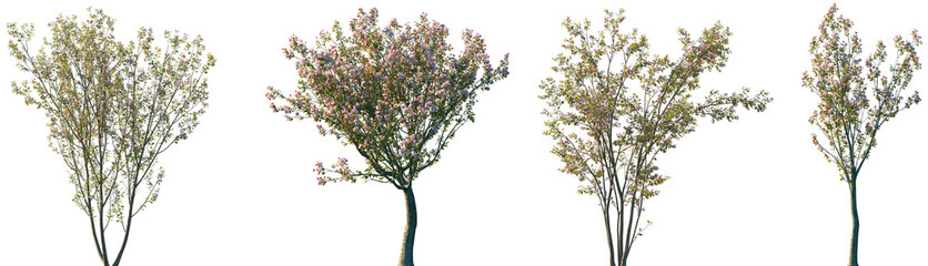 Set of 2 Cerasus yedoensis and 2 Malus halliana blossoming trees isolated png on a transparent background perfectly cutout