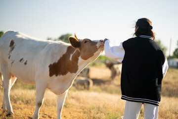 young woman wearing a black jacket and white pants stands in a field and feeds a brown and white cow