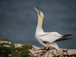 Northern Gannet Perched on a Rock