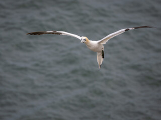 Northen Gannet in Flight over the sea