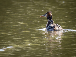 Great Crested Grebe with a Fledgling Young Chick on her back