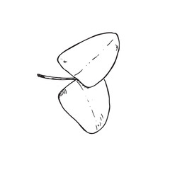 Graphic leaves. Hand draws graphic illustrations on a white background. Graphic leaves for design