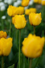 Fototapeta premium Blooming yellow tulips in nature garden