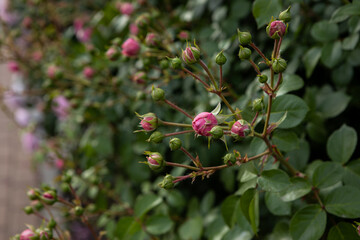  pink rose buds on a bush summer flowers  city background