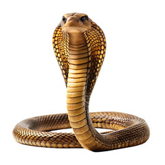 Fototapeta premium King cobra a snake on transparent background