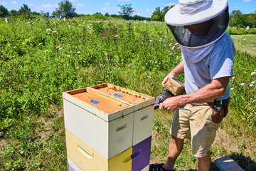 Beekeeper Tending Colorful Hive with Smoker in Rural Setting Eye-Level View