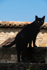 Gato negro callejero subiendo por las escaleras