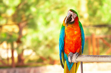 A close-up of a macaw. The multi-colored parrot sits on a perch. The background is blurred, which emphasizes the bird's bright colors.