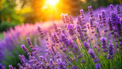 Fototapeta premium Purple lavender bushes bloom in a sunlit garden flower bed on a summer day, lavender, flowers, garden, sunny, summer, landscape