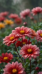 Colorful flowers with pink and crimson petals against a hazy background.