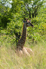 Girafe , Giraffa camelopardalis giraffa, Parc national Kruger, Afrique du Sud