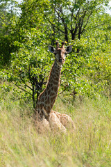 Girafe , Giraffa camelopardalis giraffa, Parc national Kruger, Afrique du Sud