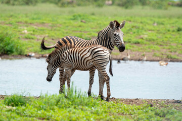 Zèbre de Burchell,.Equus quagga burchelli, Parc national Kruger, Afrique du Sud